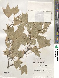 Acer buergerianum image