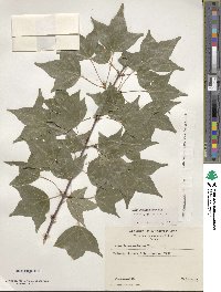 Acer buergerianum image