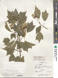 Acer buergerianum image