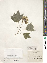 Acer buergerianum image