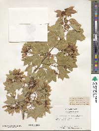 Acer buergerianum image