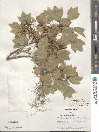 Acer buergerianum image