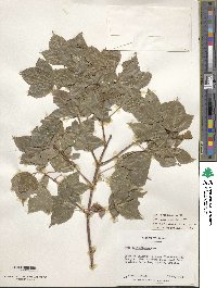 Acer buergerianum image