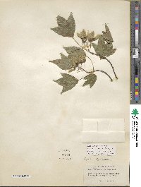 Acer buergerianum image