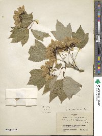 Acer buergerianum image