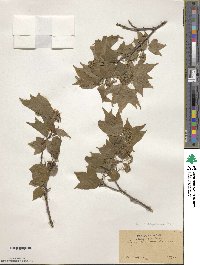 Acer buergerianum image