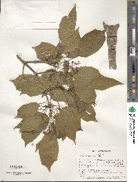 Acer buergerianum image