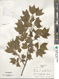 Acer buergerianum image