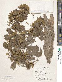 Acer buergerianum image