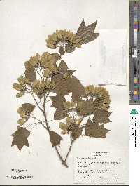 Acer buergerianum image