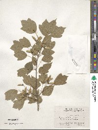 Acer buergerianum image