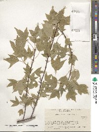 Acer buergerianum image