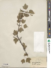 Acer buergerianum image