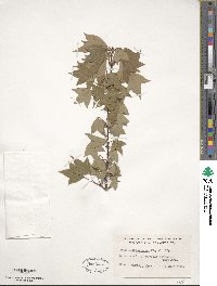 Acer buergerianum image