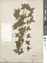 Acer buergerianum image