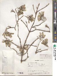 Acer buergerianum image