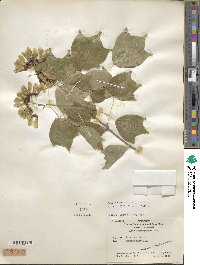 Acer buergerianum image