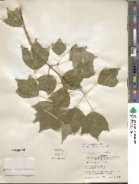 Acer buergerianum image