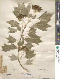 Acer buergerianum image