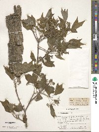 Acer buergerianum image