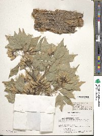 Acer buergerianum image