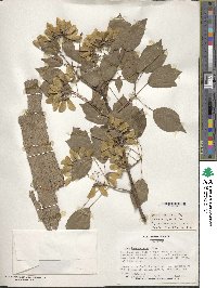 Acer buergerianum image