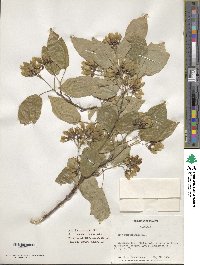 Acer buergerianum image