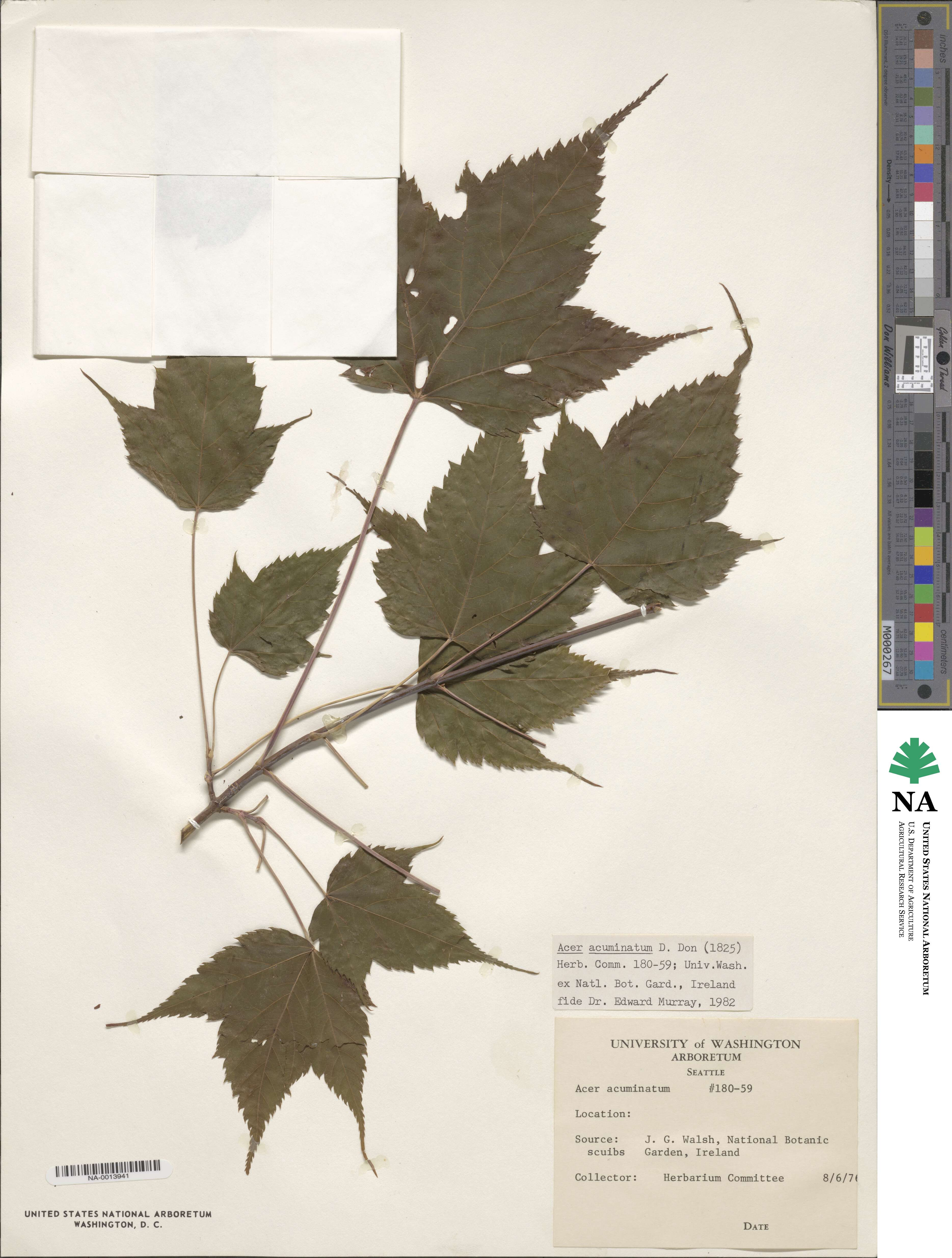 Acer acuminatum image