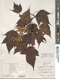 Acer acuminatum image