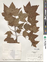 Acer acuminatum image