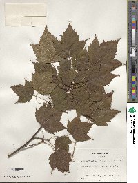 Acer acuminatum image