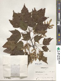 Acer acuminatum image