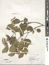 Acer buergerianum image