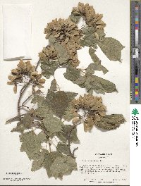 Acer buergerianum image