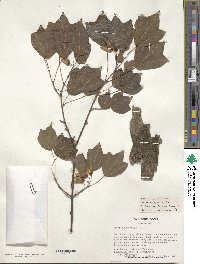 Acer buergerianum image