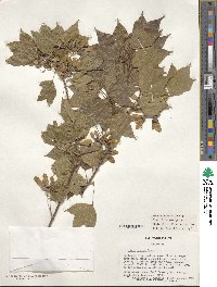 Acer buergerianum image