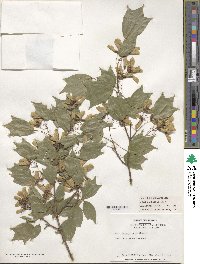 Acer buergerianum image