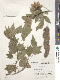 Acer buergerianum image