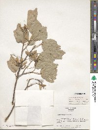 Acer buergerianum image