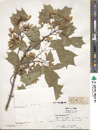 Acer buergerianum image