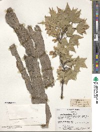 Acer buergerianum image