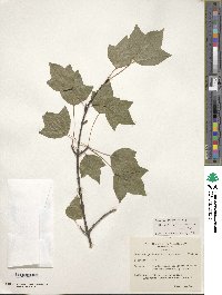 Acer buergerianum image