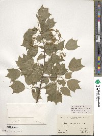 Acer buergerianum image