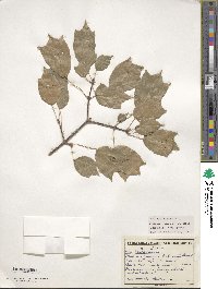 Acer buergerianum image