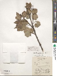 Acer buergerianum image