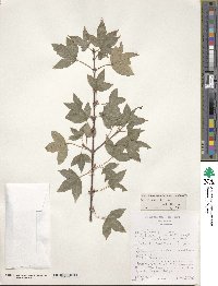 Acer buergerianum image