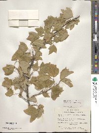 Acer buergerianum image