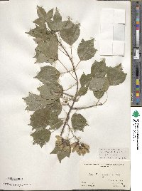 Acer buergerianum image