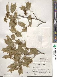 Acer buergerianum image