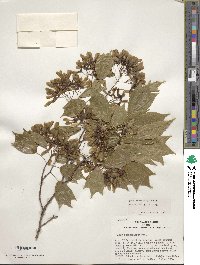 Acer buergerianum image